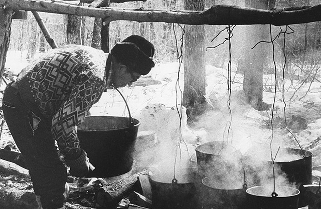 Making maple syrup